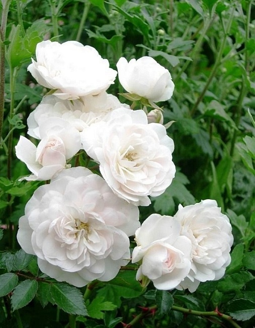 Роза почвопокровная Свани